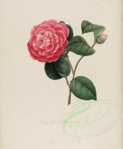 camellias_flowers-00109 - camellia blood color [3100x3726]