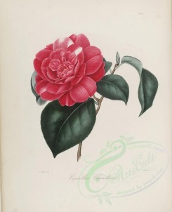 camellias_flowers-00114 - camellia chandlerii [2980x3666]