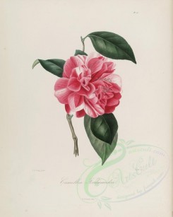 camellias_flowers-00128 - camellia ferdinandea [2900x3630]