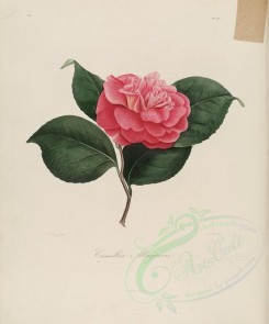 camellias_flowers-00152 - camellia magterii [3100x3726]
