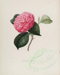 camellias_flowers-00157 - camellia minuta [2900x3630]