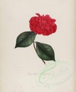 camellias_flowers-00162 - camellia nereiflora [3100x3726]