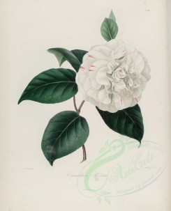 camellias_flowers-00165 - camellia parvini [2933x3630]