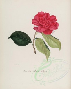 camellias_flowers-00170 - camellia rachel ruys [2900x3630]
