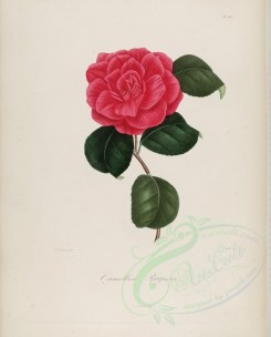 camellias_flowers-00178 - camellia rugosa [3100x3846]