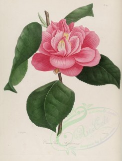 camellias_flowers-00184 - camellia sophiana [2876x3797]