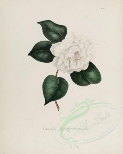 camellias_flowers-00189 - camellia spoffortiana striata [2900x3630]