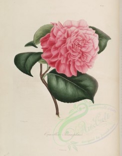 camellias_flowers-00194 - camellia triumphans [2860x3646]