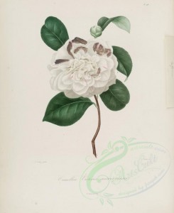 camellias_flowers-00197 - camellia victoria antwerpiensis [2964x3630]