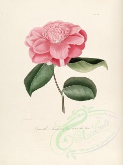 camellias_flowers-00207 - camellia anemonoeflora rosea de low [2749x3665]