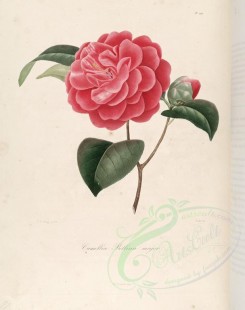 camellias_flowers-00216 - camellia bellina major [3005x3801]