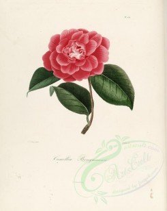 camellias_flowers-00221 - camellia brugmannii [2917x3665]