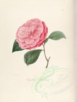 camellias_flowers-00224 - camellia carolinea [2749x3665]