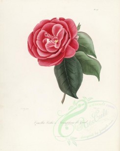 camellias_flowers-00226 - camellia cockii or camellia triumphams de gand [2917x3665]