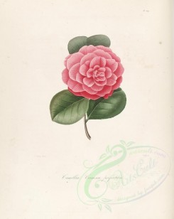 camellias_flowers-00231 - camellia crimson perfection [2917x3665]