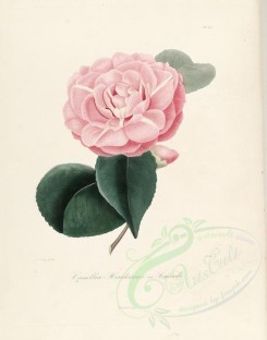 camellias_flowers-00253 - camellia hendersonii or camellia lombardii [2885x3665]