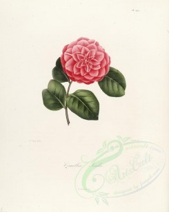 camellias_flowers-00258 - camellia jordii [2917x3665]