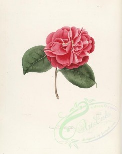 camellias_flowers-00263 - camellia lucida [2917x3665]