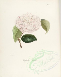 camellias_flowers-00264 - camellia lynckii [2885x3665]