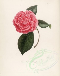 camellias_flowers-00268 - camellia mazeppa [2949x3706]