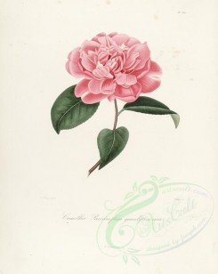 camellias_flowers-00273 - camellia paeoniaeflora grandiflora nova [2917x3665]