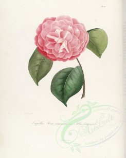 camellias_flowers-00285 - camellia rosea virginalis or camellia alba virginalis [2917x3665]
