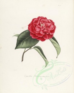 camellias_flowers-00286 - camellia rubrum tenerum [2917x3665]