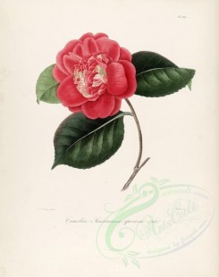 camellias_flowers-00290 - camellia santiniana speciosa [3005x3801]