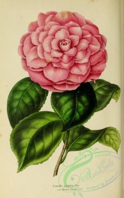 camellias_flowers-00317 - camellia japonica alunia rosea [2060x3276]