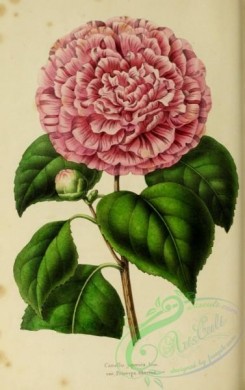 camellias_flowers-00322 - camellia japonica princeps albertus [2060x3276]