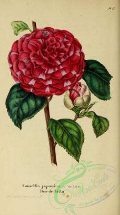 camellias_flowers-00327 - camellia japonica littae [1879x3364]