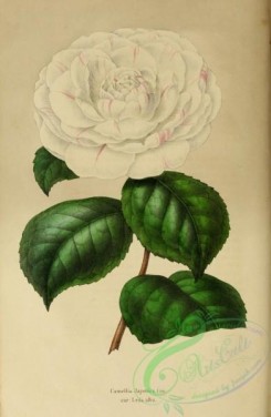 camellias_flowers-00337 - camellia japonica leda alba [2202x3374]