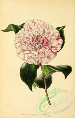 camellias_flowers-00356 - Prince Albert's Japan Camellia, camellia japonica albertii [2841x4450]