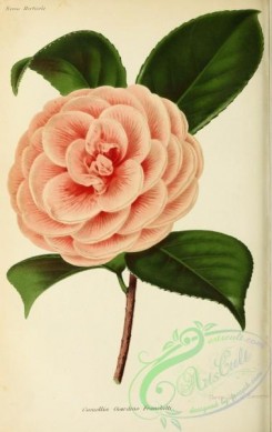 camellias_flowers-00359 - camellia giardino franchetti [2980x4722]