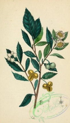 camellias_flowers-00364 - thea viridis [1932x3352]