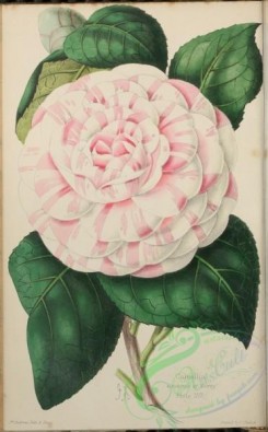 camellias_flowers-00366 - Camellia Countess of Derby [2077x3344]
