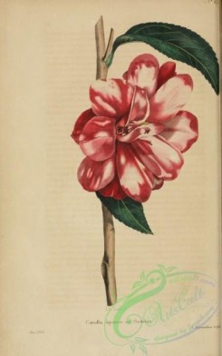 camellias_flowers-00369 - camellia japonica donkelarii [2230x3566]