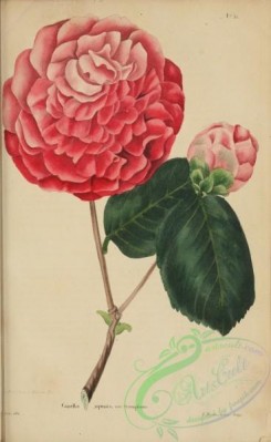 camellias_flowers-00372 - camellia japonica triumphaus [2238x3643]