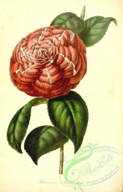 camellias_flowers-00420 - camellia princesse baciocchi [2309x3595]