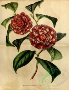 camellias_flowers-00433 - camellia japonica archiduchesse augusta [3539x4591]