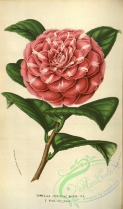 camellias_flowers-00450 - camellia princesse marie [2087x3538]