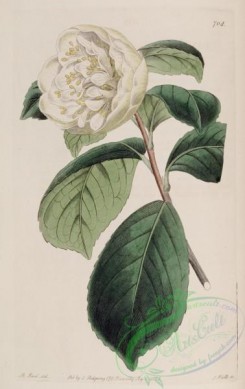 camellias_flowers-00451 - 708-camellia japonica luteo-albicans, Basington's New Camellia [2733x4335]