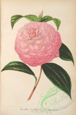 camellias_flowers-00539 - camellia isabella orsini [3804x5742]
