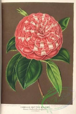 camellias_flowers-00559 - camellia matteo molfino [3795x5638]
