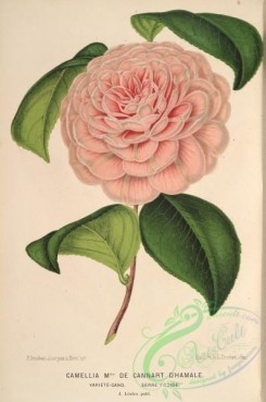 camellias_flowers-00576 - camellia cannart d'hamale [4015x6038]