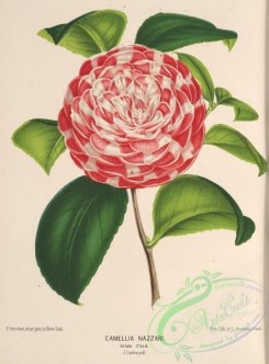 camellias_flowers-00578 - camellia nazzari [3846x5209]