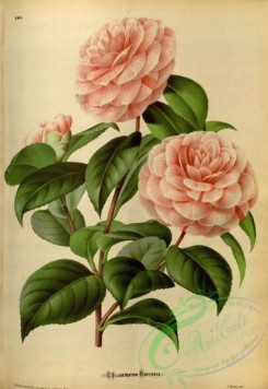 camellias_flowers-00583 - camellia miss minnie merritt [3595x5214]