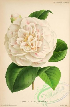 camellias_flowers-00588 - camellia madame lemonnier [3830x5843]