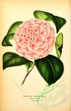 camellias_flowers-00610 - camellia elvina delli [1963x3054]