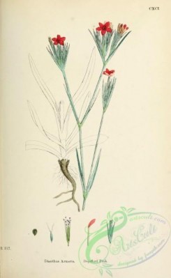 carnation-00029 - Deptford Pink, dianthus armeria [1707x2781]